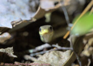 This is a garter snake, very common, small and harmless. Garter snake