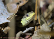 A lot of other animals feed on these little snakes. Predators include hawks, crows, egrets, herons, cranes, raccoons, otters, and even other snakes. garter snake