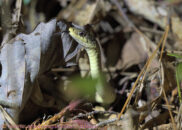 Snakes smell the air around them with their tongue. They can tell if there is a threat, a potential dinner or an attractive mate nearby. Don't you wish you had that capability? Garter snake
