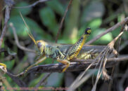 Here we have a pretty spur-throated grasshopper. Unfortunately it's also one of those crop eating insects which people hate so much that they plot to eradicate them, along with an unknown number of other species. Oh well... spur-throated grasshopper