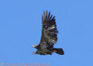 This is an old golden eagle. I added a few links in the post to authoritative web sites with a lot of information about these birds. golden eagle