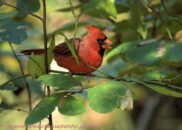 I think you all know this bird, the cardinal. I didn't know it's a relative of the blue grosbeak, which I have shown in post a couple of years ago. (see the link in the post) cardinal bird