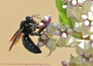 I think this carpenter bee was collecting nectar, not pollen. carpenter bee
