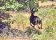 Run away mule deer, Unfortunately he's running away from me, so no great portrait. Mule deer