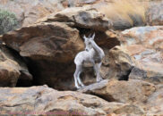 Young bighorn sheep, carefully changing direction, as he is high up on these rocks. young bighorn sheep