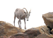 A female bighorn sheep. Only the males have the big curling horns. bighorn sheep