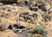 This landscape gives you an idea about what the bighorn sheep lives on... not much green. bighorn sheep