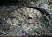 This is a Colorado desert sidewinder. We saw it trying to cross the road and had to move it away from it. Colorado desert sidewinder