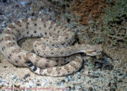 After staying curled up for a while, he decided we were no threat and moved on. Colorado desert sidewinder