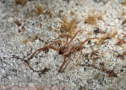 First time I saw this creature, a solifuge, or camel spider, which is not a spider, even though it is a member of the arachnid family. solifuge, camel spider