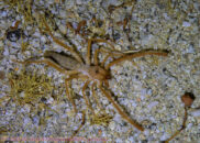 This creature was about 2.5 inches in length, and ran surprisingly fast solifuge, camel spider