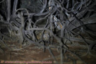 Seeing us trying to following to take pictures it tried to hide. Desert trip with Rowshan – part 2 - Kangaroo mouse