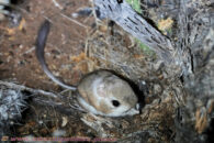 After multiple tries we finally cornered him in a position to get a better picture. Desert trip with Rowshan – part 2 - Kangaroo mouse