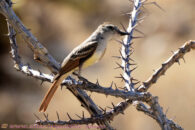 This bird is an ash-throated flycatcher. While mostly insectivore it will feed on fruit if it can't find enough insects. Desert trip with Rowshan – part 2 - ash-throated flycatcher