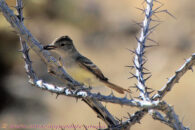 Here we see that it caught an insect. The pic is not very detailed so I can't tell what it was. But the next pic surprised me. Desert trip with Rowshan – part 2 - ash-throated flycatcher