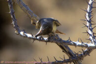 Here it seems to me that he's stabbing the insect on a thorn. However my research did not bring any comment about that behavior (which the shrike is well known for) Desert trip with Rowshan – part 2 - ash-throated flycatcher