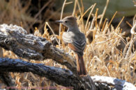 This is the glamor shot. Desert trip with Rowshan – part 2 - ash-throated flycatcher
