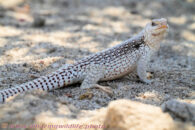 Then, Rowshan took me to a place where he knew we could find desert iguanas. Desert trip with Rowshan – part 2 - Desert iguana