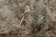 At some point during that photoshoot, we found ourselves with 2 of them and they very adroitly climbed this bush. Desert trip with Rowshan – part 2 - Desert iguana