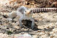 These guys didn't seem too impressed by our large size and expensive equipment. Desert trip with Rowshan – part 2 - Desert iguana