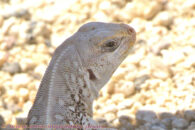 Glamor shot 2. Which one is the best? You be the judge. Please go ahead, tell me which one and why. Desert trip with Rowshan – part 2 - Desert iguana