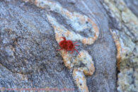 At some point while hiking we met this red velvet mite. Yet another creature I had never seen before. Desert trip with Rowshan – part 2 - red velvet mite