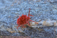 These mites are actually a kind of arachnid, which is an eight legged arthropod. As you probably know, spiders belong to that family. Desert trip with Rowshan – part 2 - red velvet mite