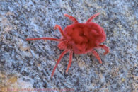 A close-up as I was very intrigued. I even decided to shoot a little video to show you how it moves around. Desert trip with Rowshan – part 2 - red velvet mite