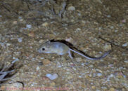 In order to catch this kangaroo mouse in action, I had to move fast with the camera in one hand and the flashlight in the other. So this pic is not the best but it shows you the way this mouse moves, by jumping around. Desert trip with Rowshan – part 2 - Kangaroo mouse