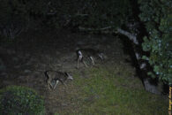 mule deer grazing at night in san diego california