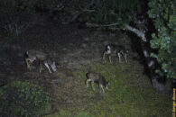 mule deer grazing at night in san diego california