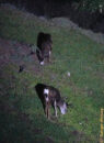 mule deer grazing at night in san diego california