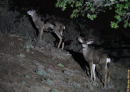 mule deer grazing at night in san diego california