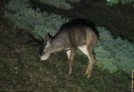 mule deer grazing at night in san diego california