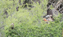 Red tail hawk.
Notice the other hawk at bottom left. I didn't notice it until I enlarged the picture. Redtail hawk