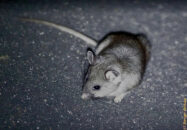 I was taking an after-dinner walk with my stepdaughter when we came up to this woodrat. He seemed a bit terrified and wouldn't move, until after our attention was distracted by the appearance of a coyote. woodrat street San Diego