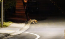 A coyote was crossing the street as I was taking pictures of the woodrat, and I missed it. But I was lucky since a second coyote followed the first. coyote street crossing San Diego