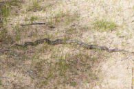 Gopher snake Gopher snake