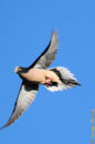 Dove taking off Dove taking off