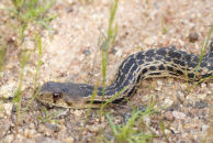 Gopher snake, close-up gopher snake