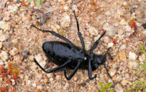 Ant and desert stink beetle (David and Goliath) Ant and desert stink beetle (David and Goliath)