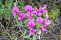 semi-arid area flowers - Southern California