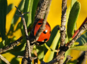 ladybug
