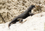 Great Basin lizard Great Basin lizard