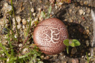 Mushroom - Southern California