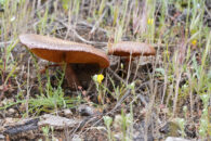 Mushroom - Southern California