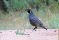 This was my first candidate for a portrait that morning: a young male California quail. California quail