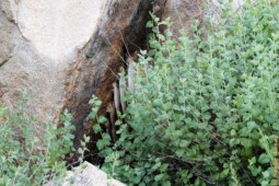And this is what I saw. I was puzzled as it didn't seem like anything I have ever seen before in the wild. So, I got even closer... Getting closer to the big rock