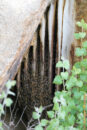 Wow!! I said. It's a bee colony, and a very active one at that!
I was shocked, but I quickly decided to take a few pictures, making sure to not get too close and make no quick motions. bees wild nest in big rock crack
