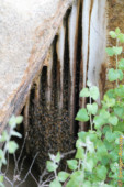 Wow!! I said. It's a bee colony, and a very active one at that!
I was shocked, but I quickly decided to take a few pictures, making sure to not get too close and make no quick motions. bees wild nest in big rock crack
